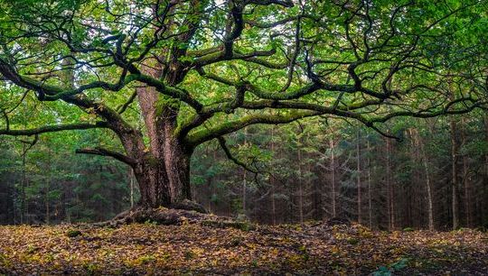 Grand tree.jpg